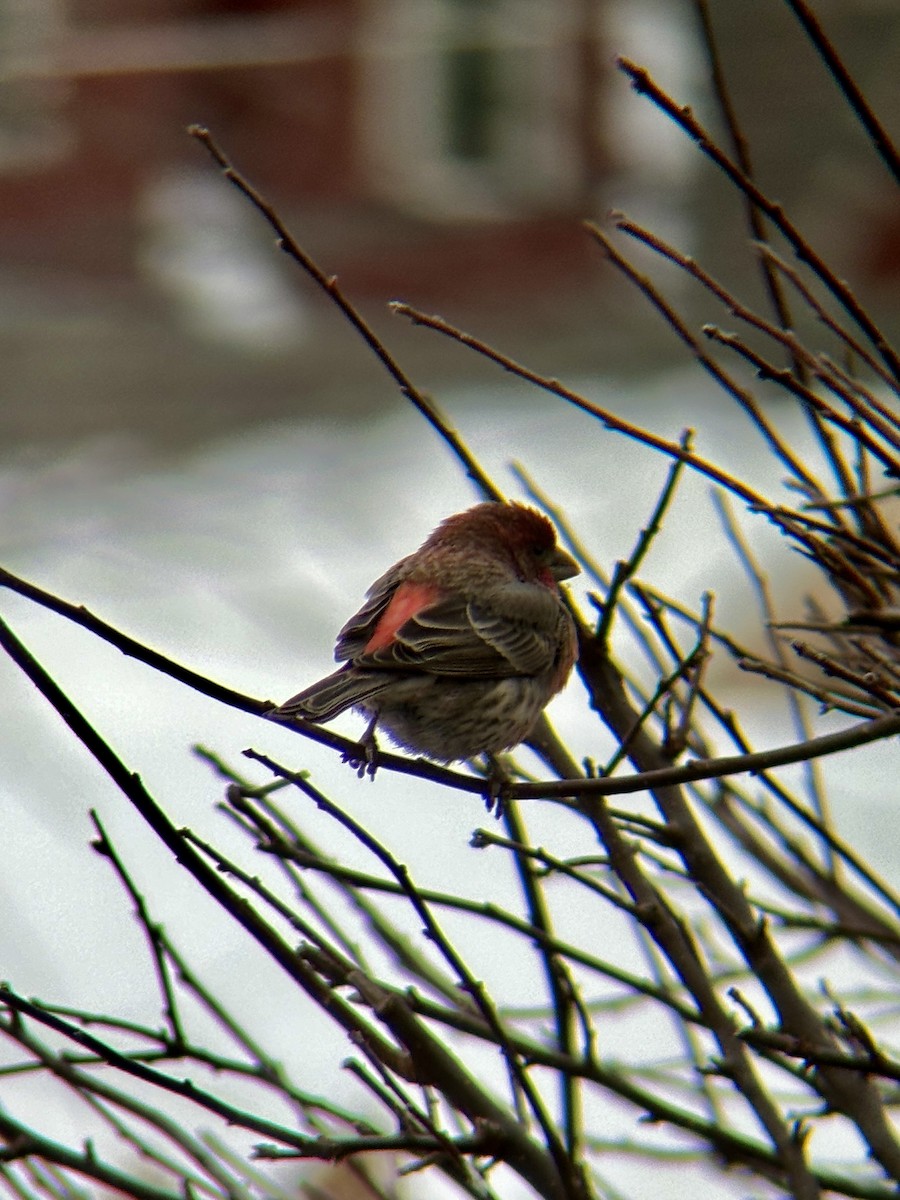 House Finch - ML647163786