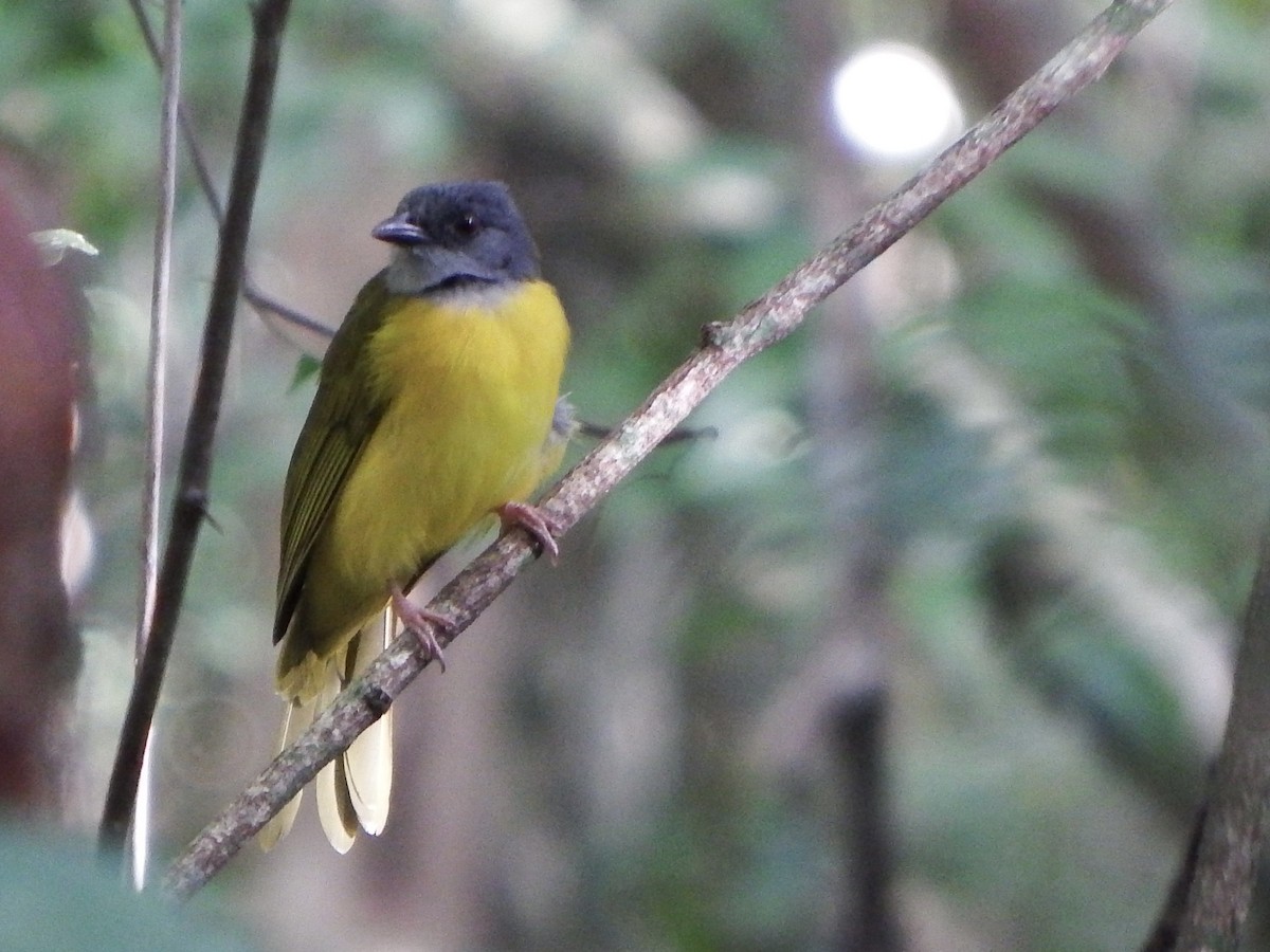Gray-headed Tanager - ML647163787