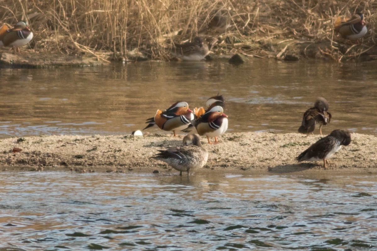 Mandarin Duck - ML647163790