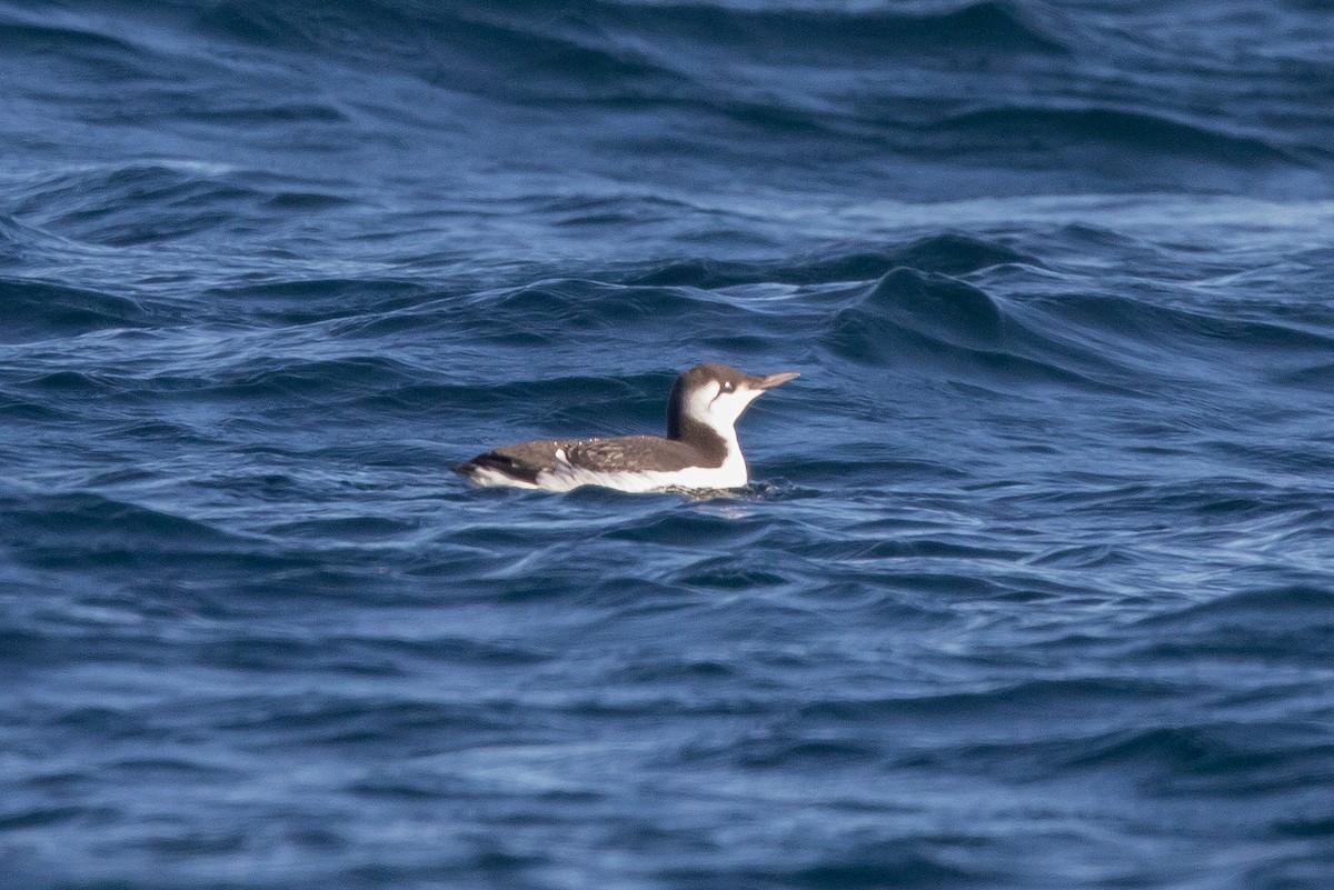 Trottellumme - ML647163791