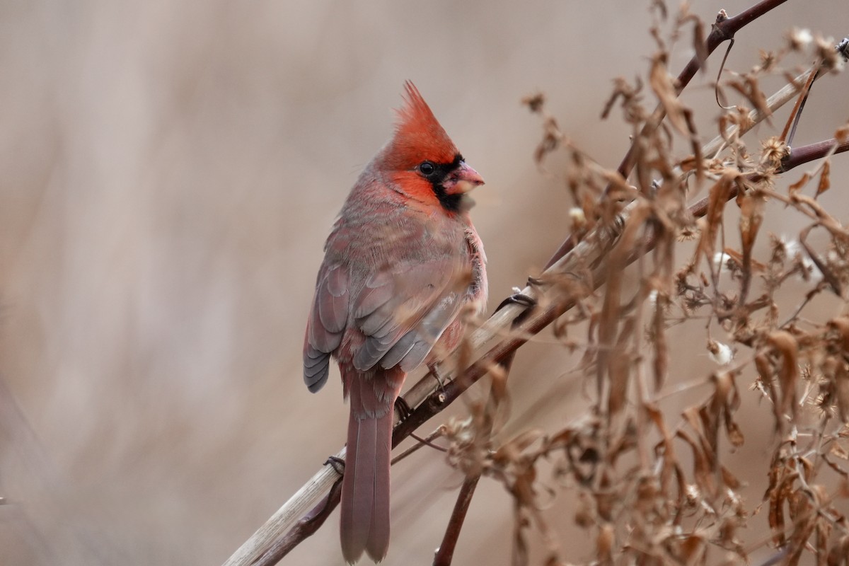 Northern Cardinal - ML647163792