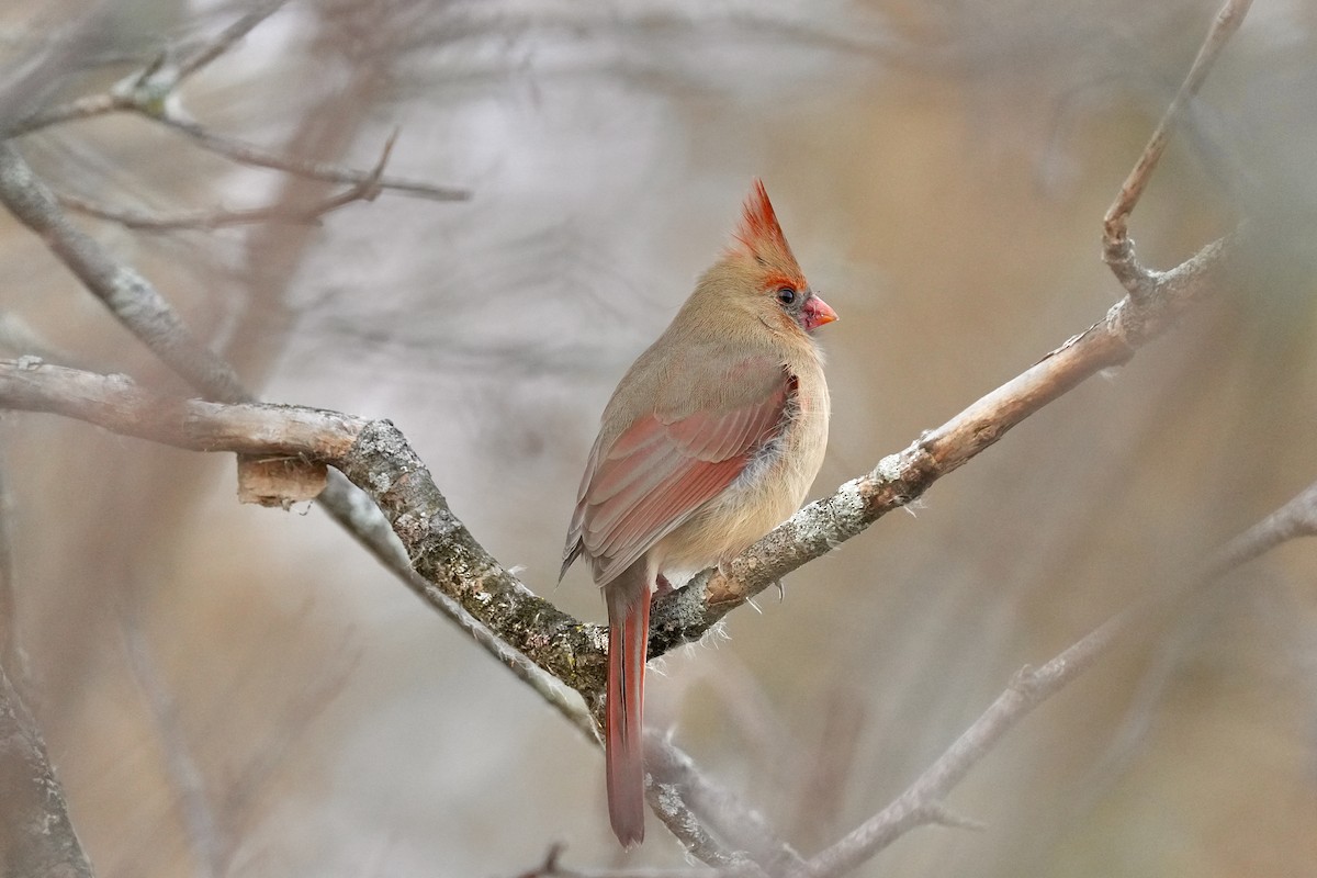 Northern Cardinal - ML647163793