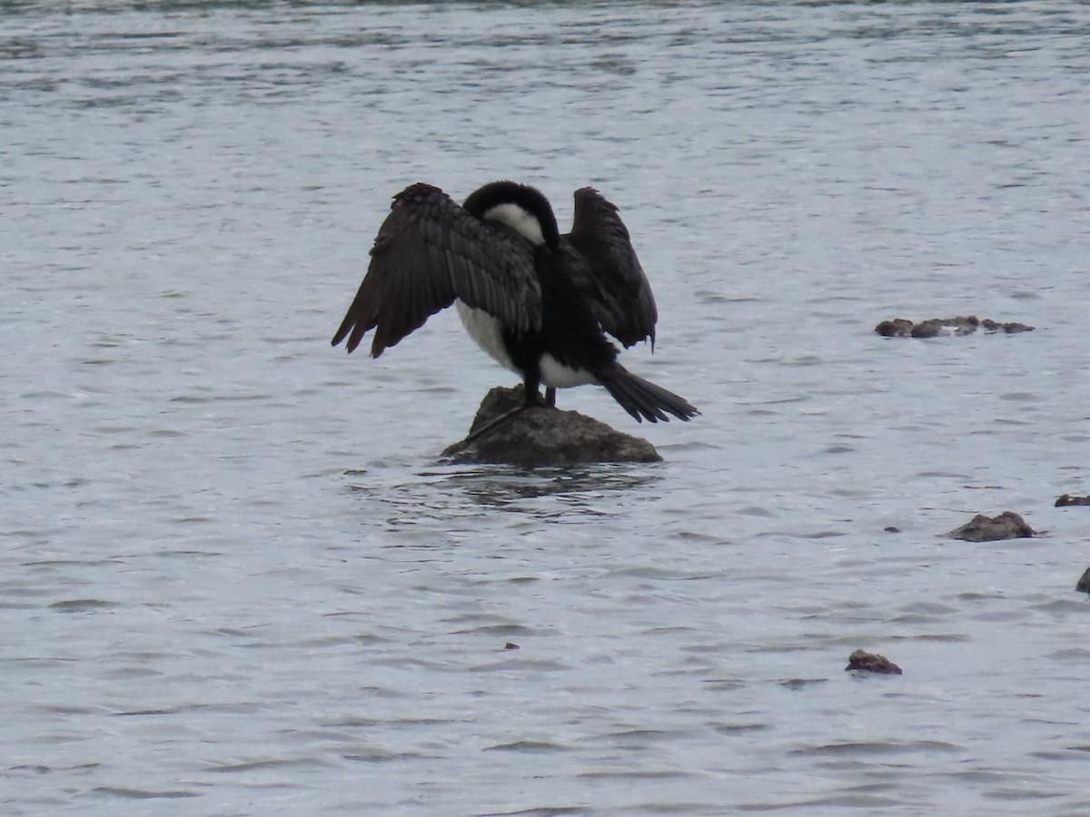 Pied Cormorant - ML647163795