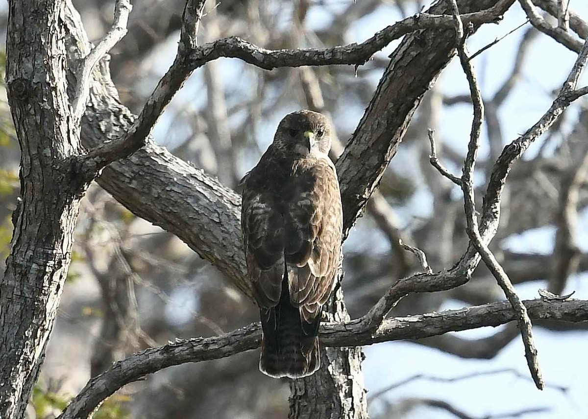 Hawaiian Hawk - ML647163796