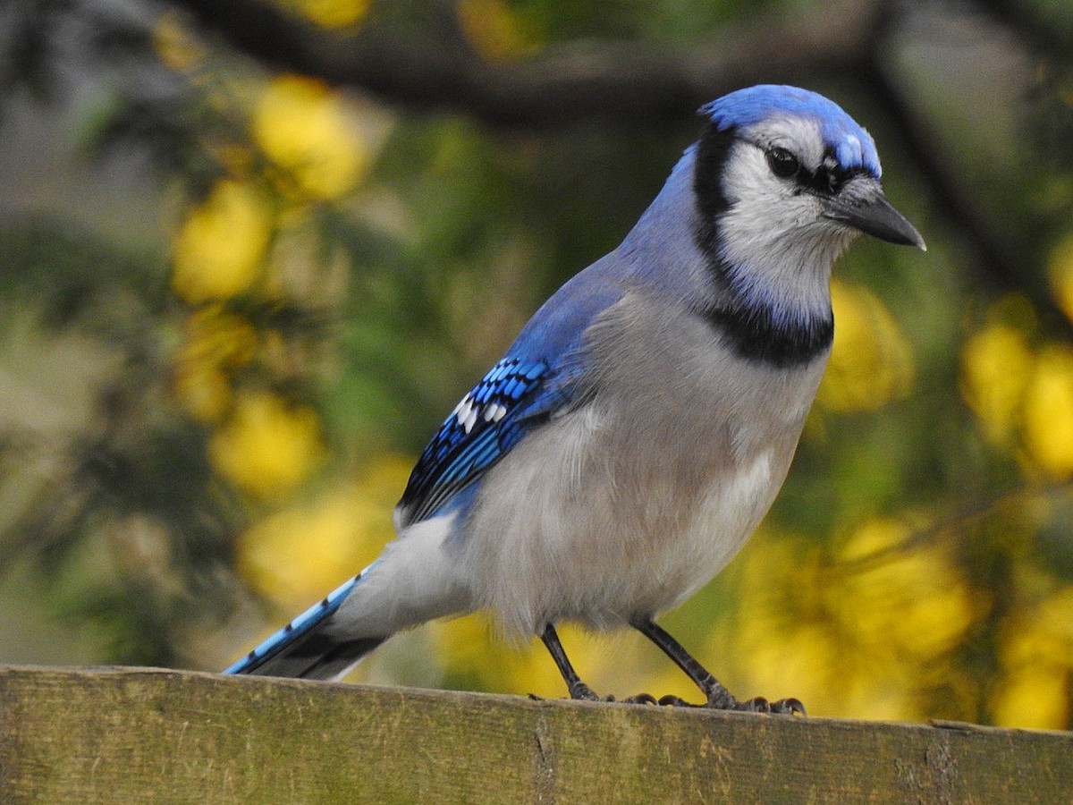 Сизойка блакитна - ML647163797