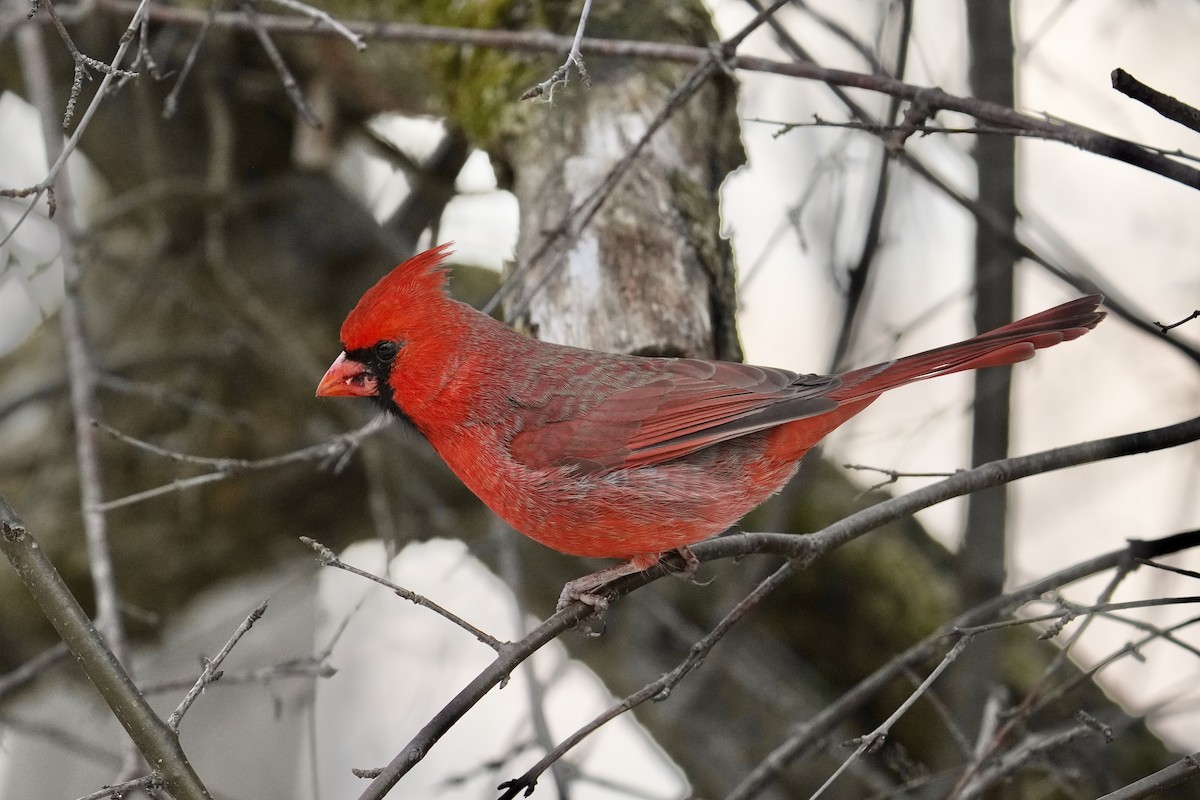 Northern Cardinal - ML647163798