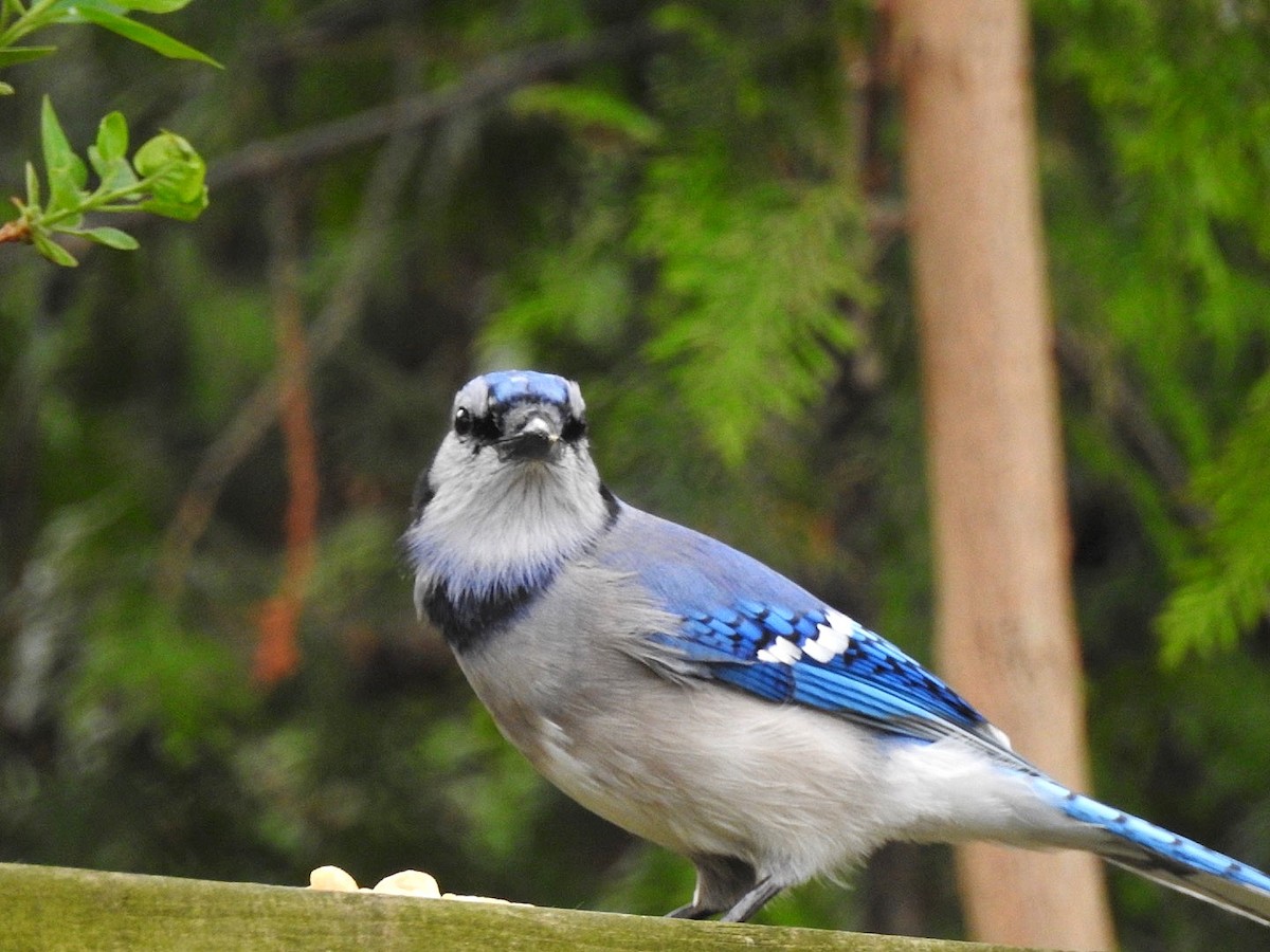 Сизойка блакитна - ML647163801