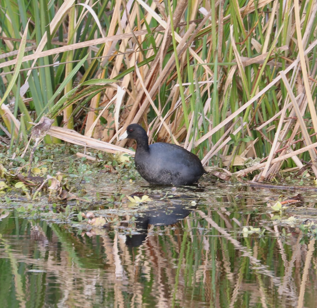 Лиска американська - ML647163802