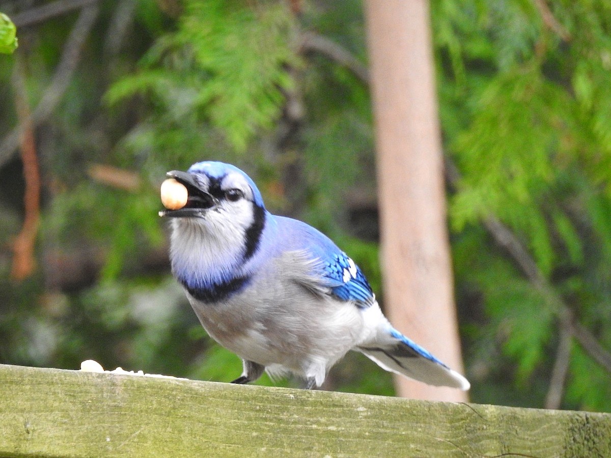 Сизойка блакитна - ML647163804