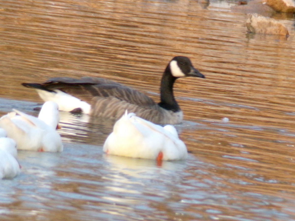 Oca canadese maggiore - ML647163805