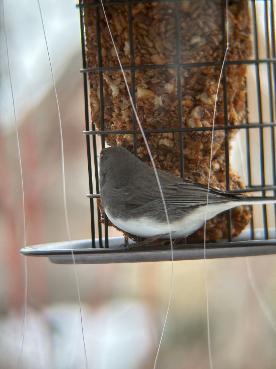 Dark-eyed Junco - ML647163808