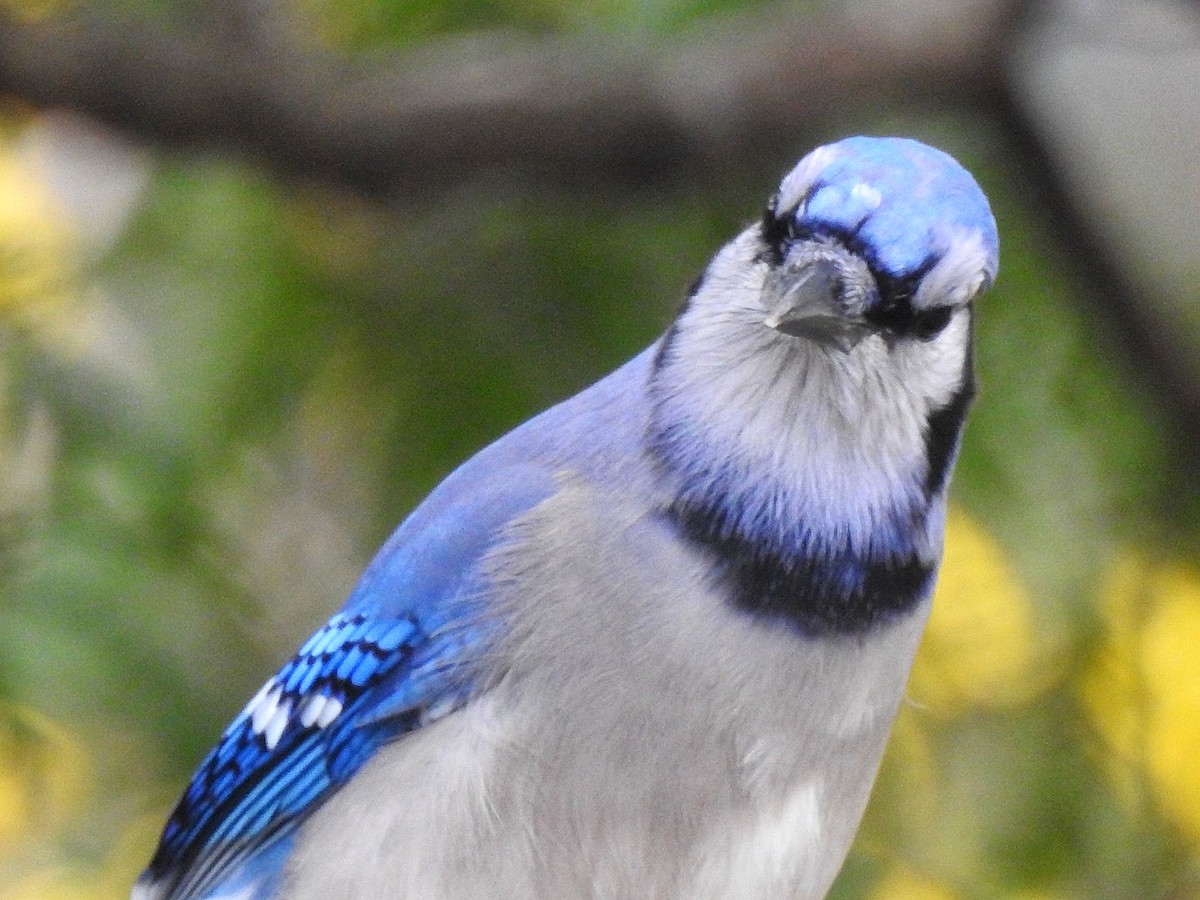 Сизойка блакитна - ML647163811