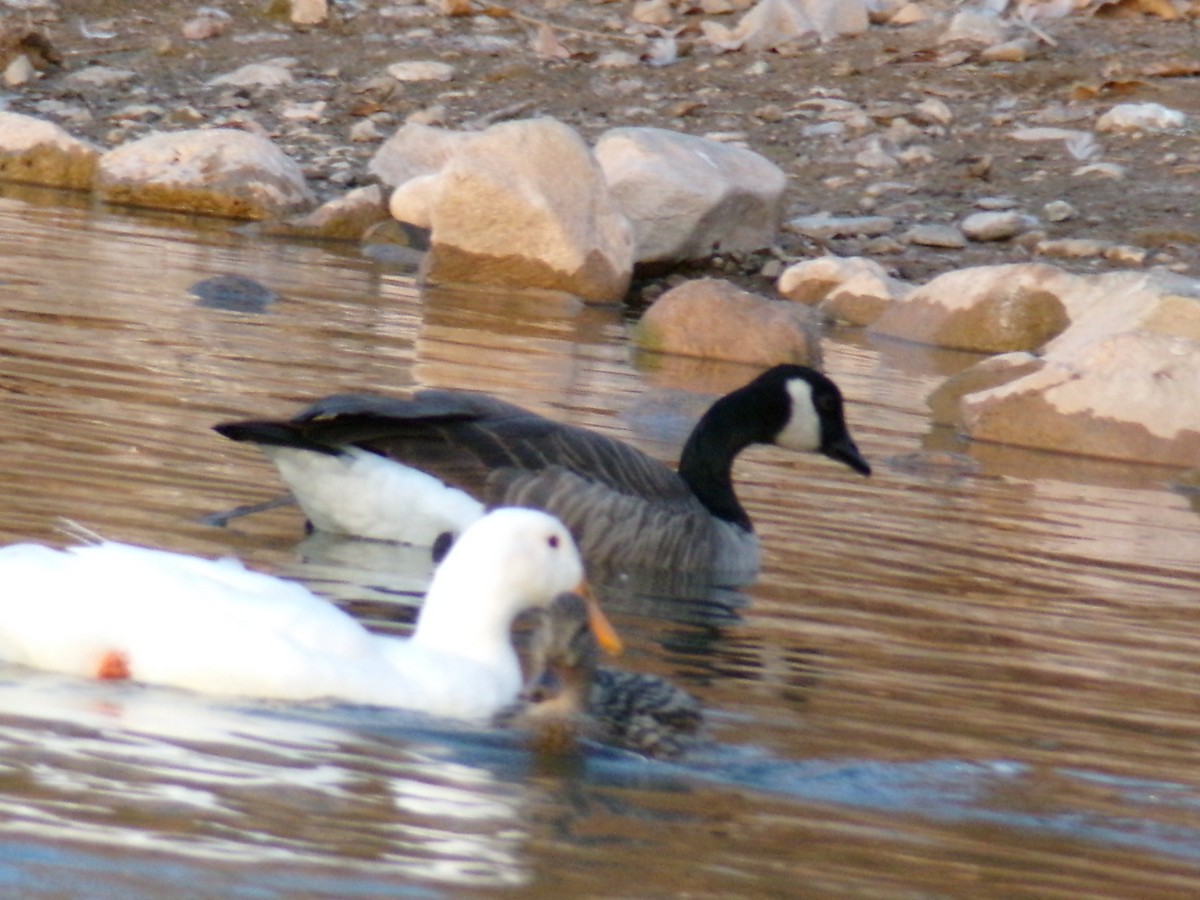 Oca canadese maggiore - ML647163813