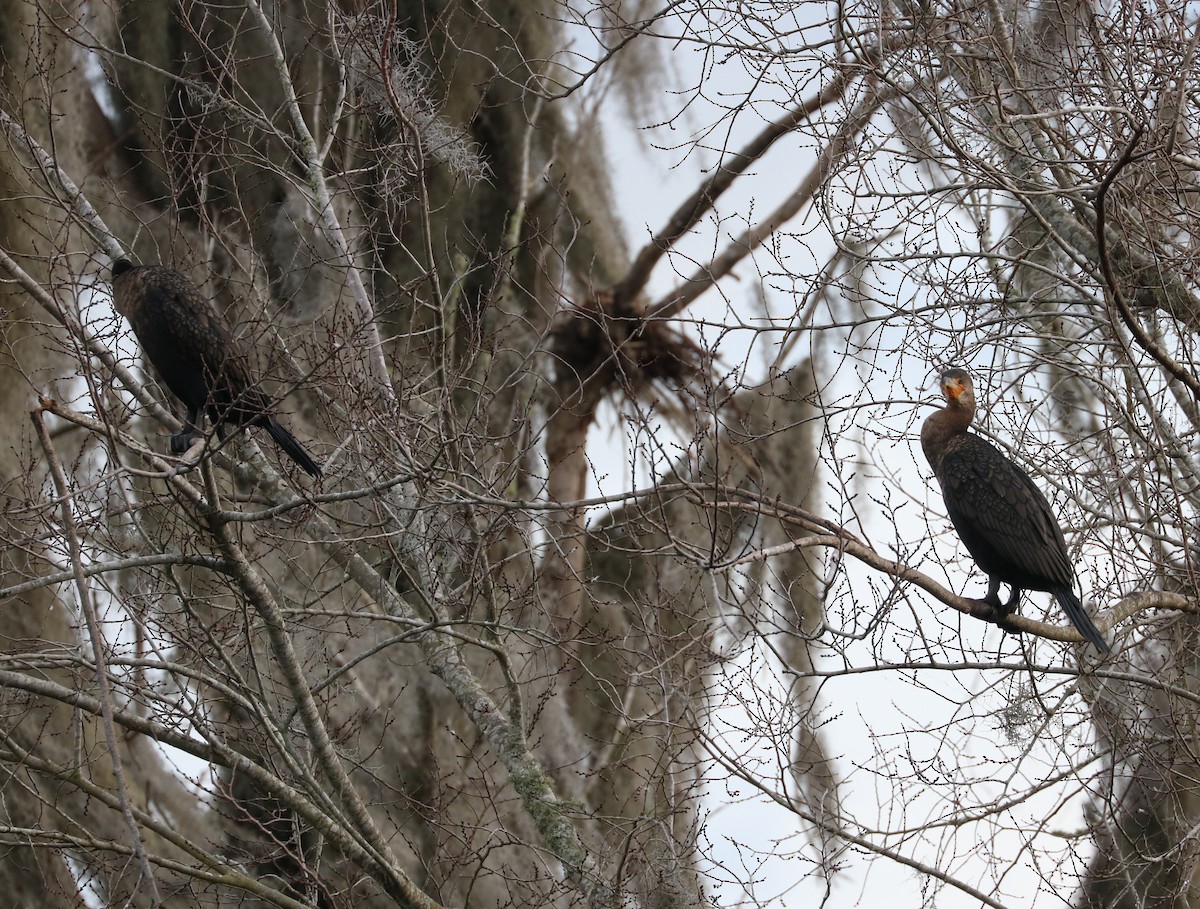 Double-crested Cormorant - ML647163814