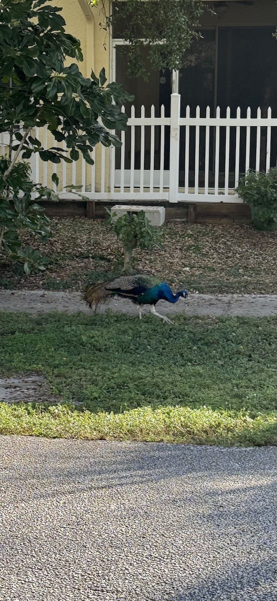 藍孔雀 - ML647163823