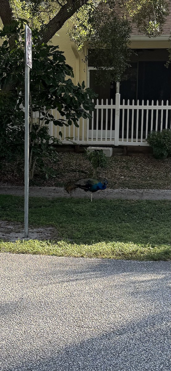 藍孔雀 - ML647163824