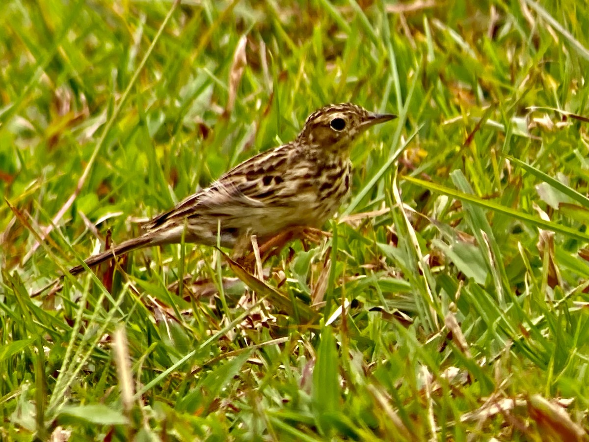 Yellowish Pipit - ML647163826