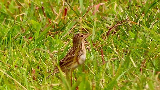 Yellowish Pipit - ML647163827