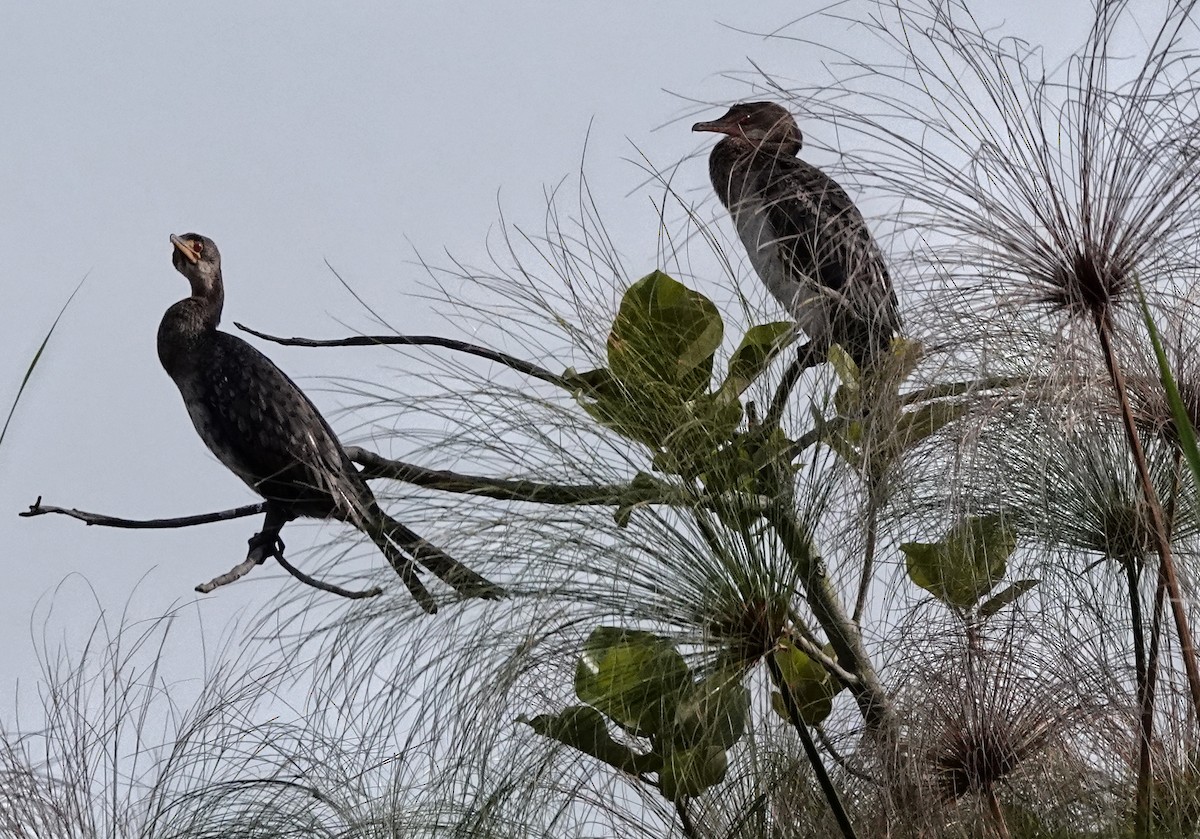 Uzun Kuyruklu Karabatak - ML647163834