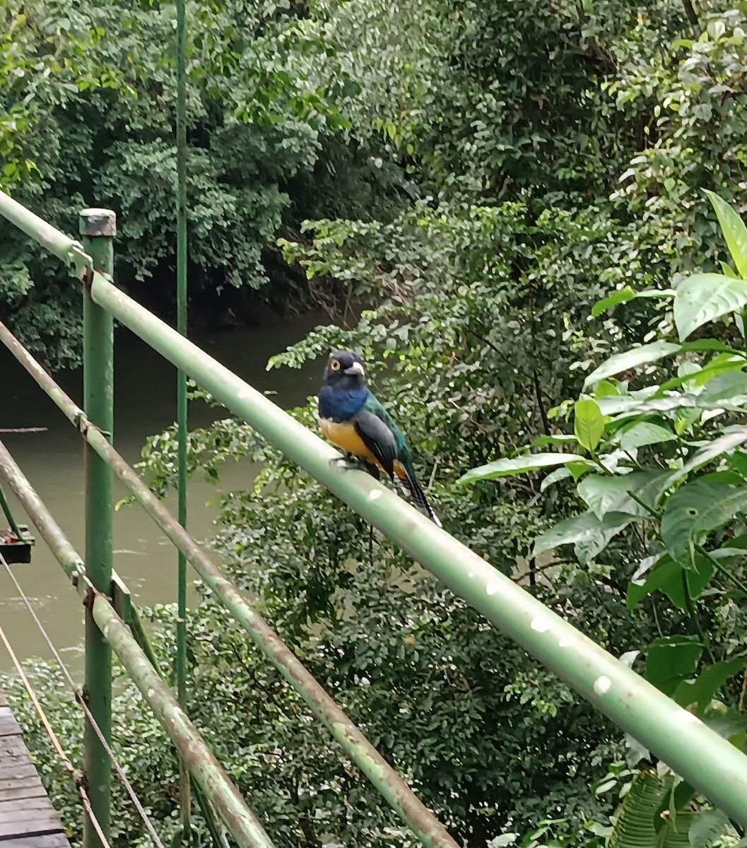 Gartered Violaceous Trogon - ML647163843