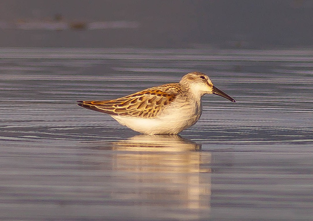 Gambecchio dell'Alaska - ML647163847