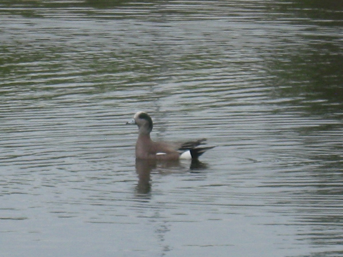 American Wigeon - ML647163849
