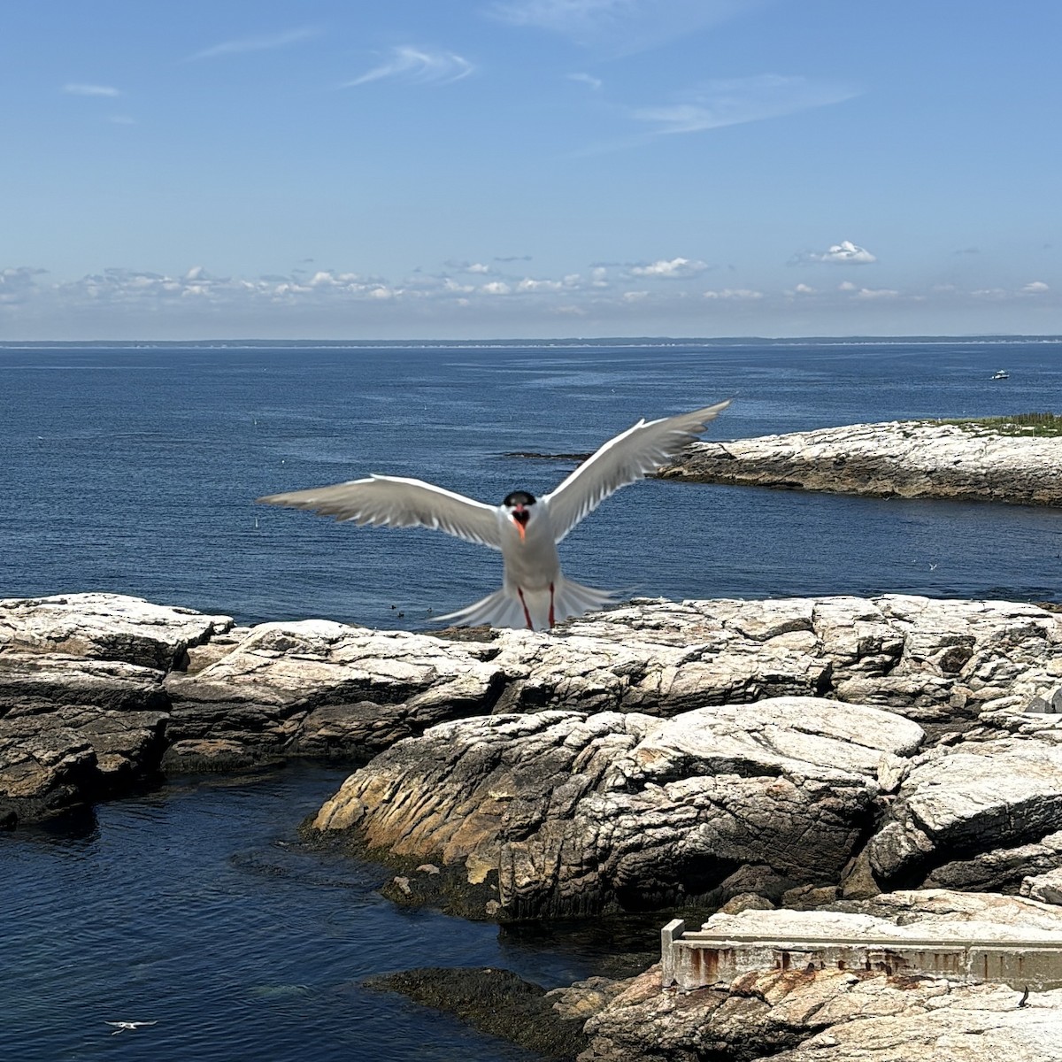 Common Tern - ML647163860