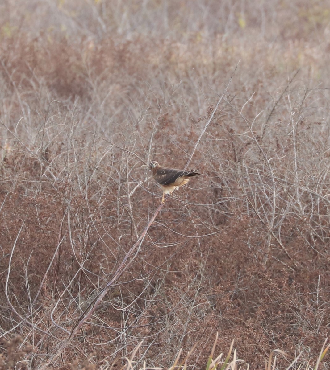 Northern Harrier - ML647163861