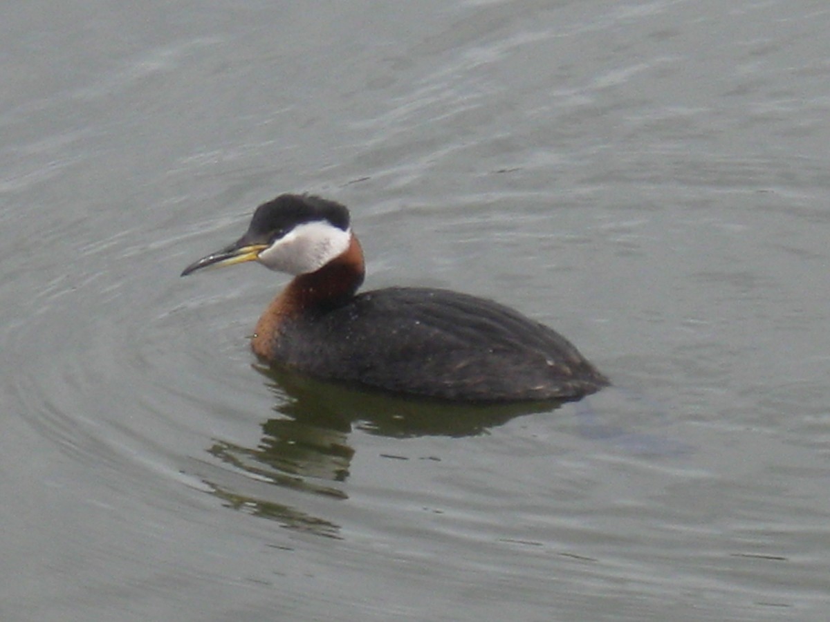 Red-necked Grebe - ML647163878