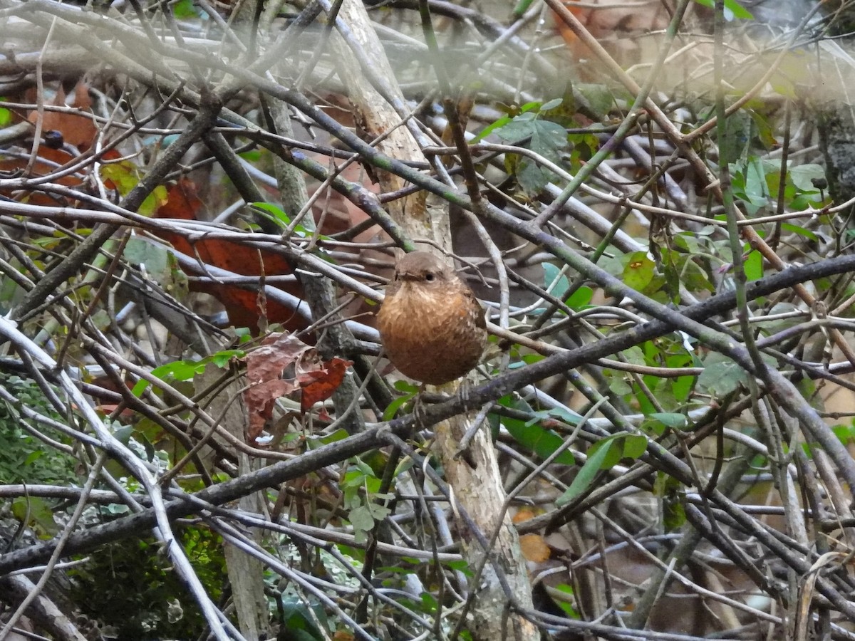 Winter Wren - ML647163895