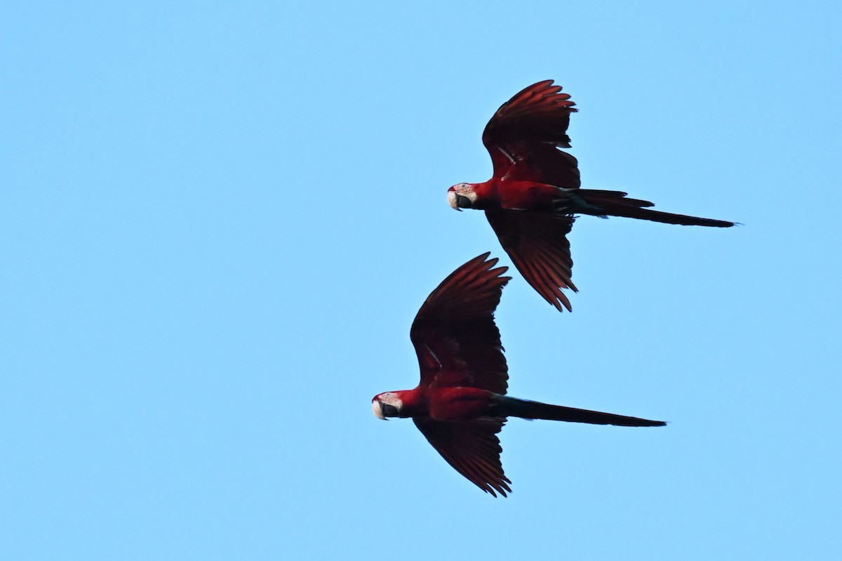 Red-and-green Macaw - ML647163896
