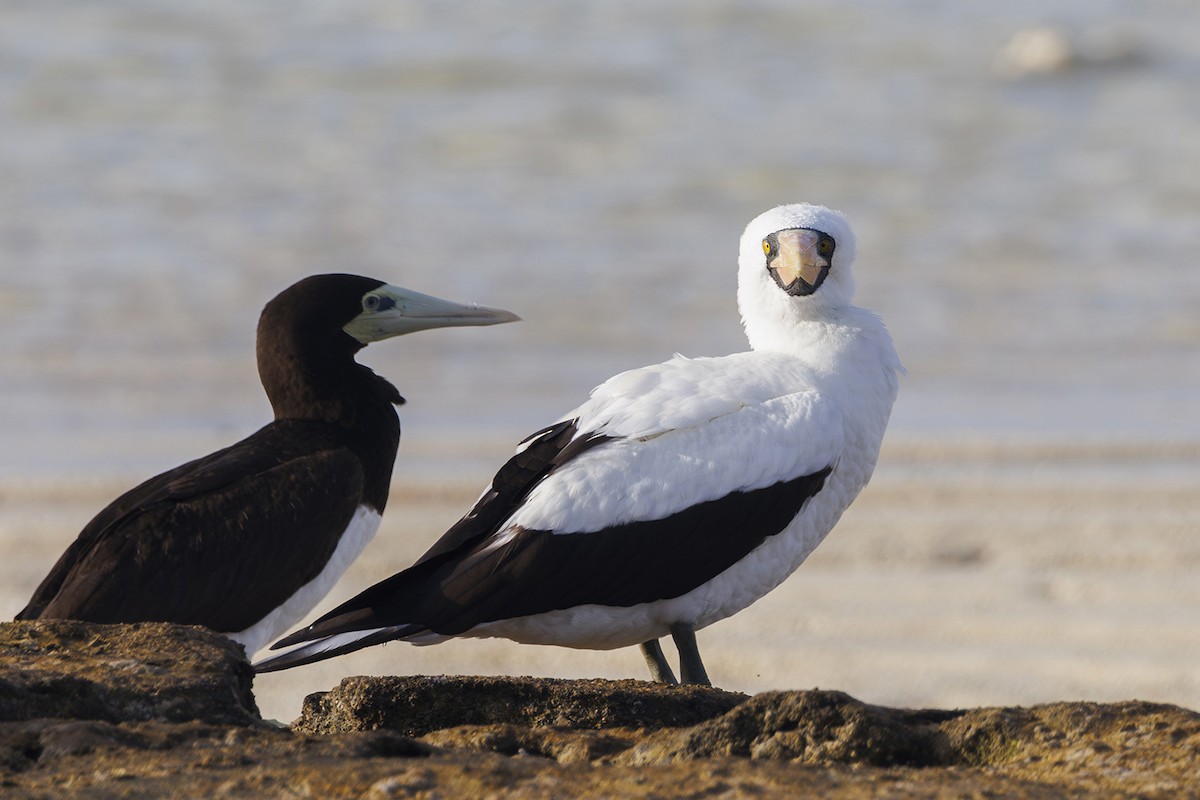 Nazca Booby - ML647163899