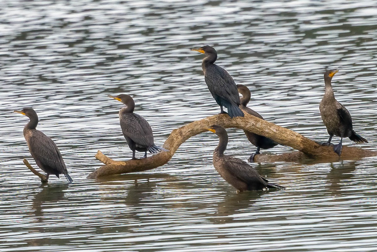 Double-crested Cormorant - ML647163900