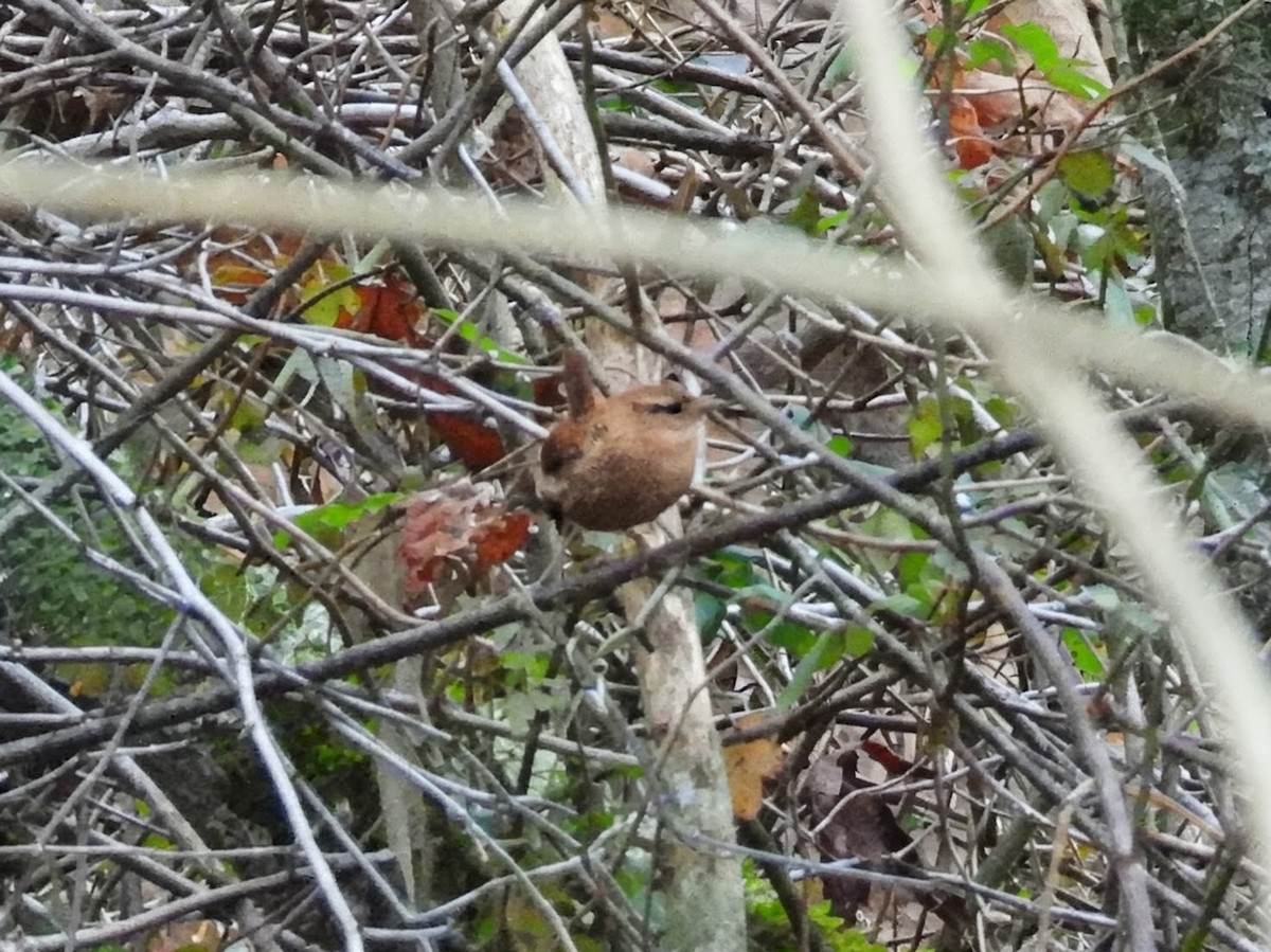 Winter Wren - ML647163902