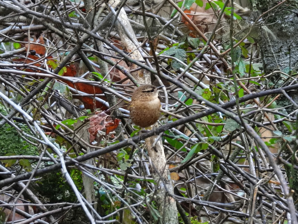 Winter Wren - ML647163903
