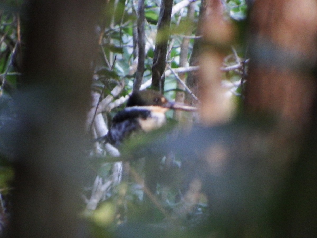 American Pygmy Kingfisher - ML647163910