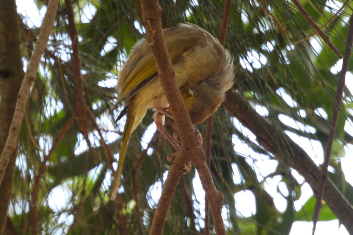 hvitsmykkehonningeter - ML647163914