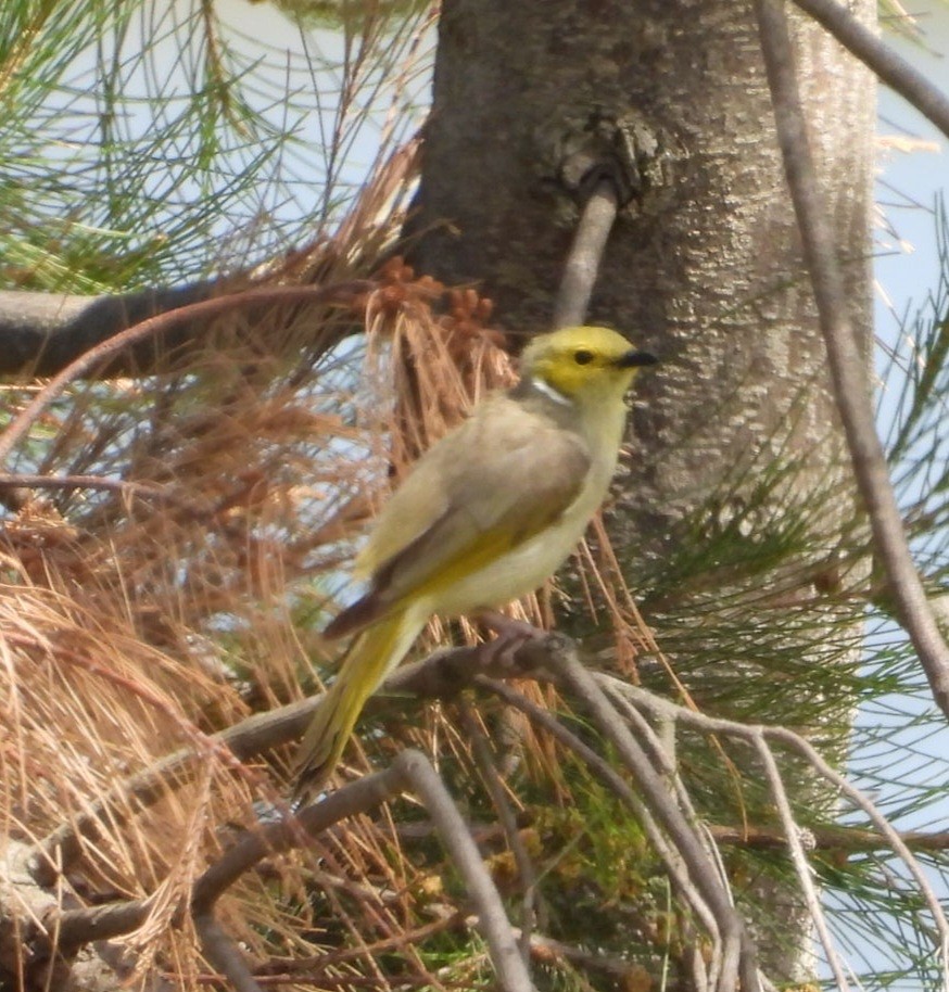 hvitsmykkehonningeter - ML647163915