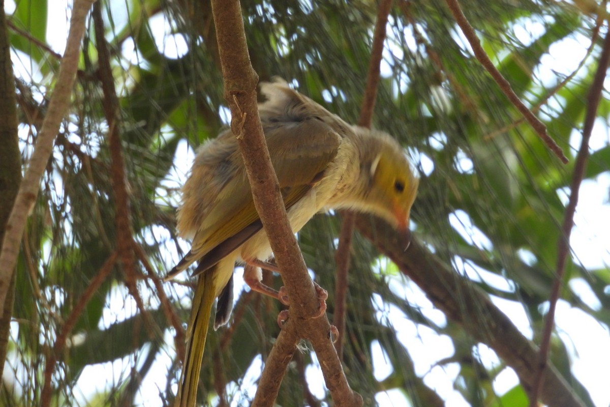 hvitsmykkehonningeter - ML647163916