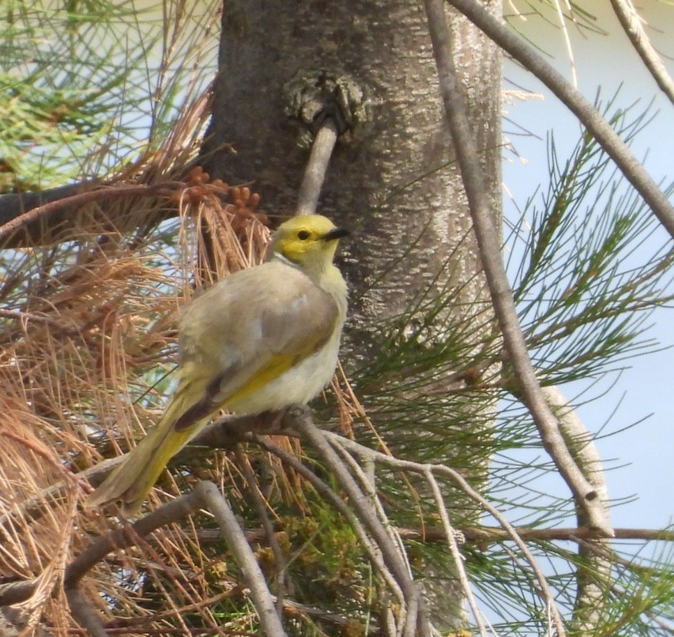 hvitsmykkehonningeter - ML647163917