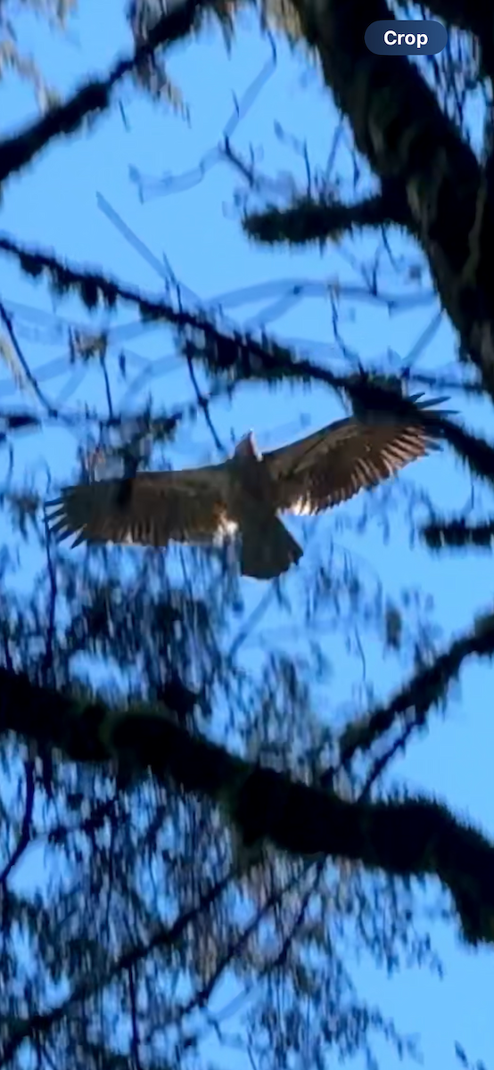 Bald Eagle - ML647163925