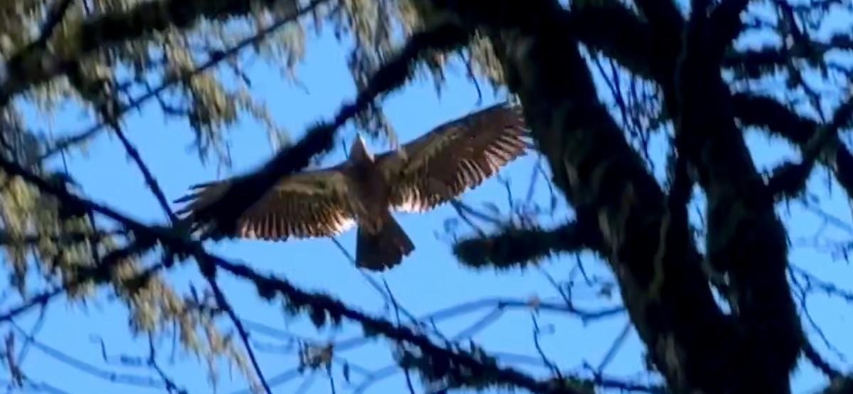 Bald Eagle - ML647163926