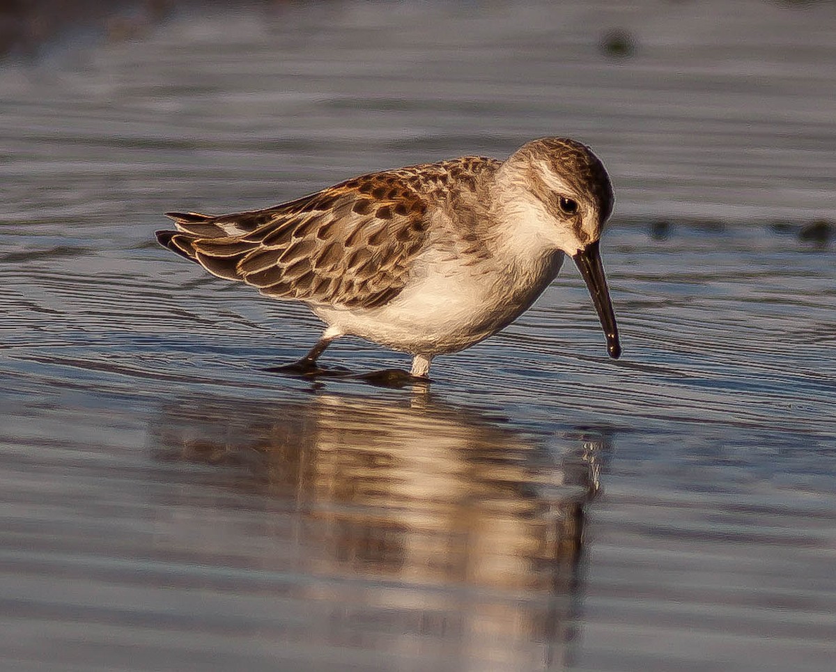 Gambecchio dell'Alaska - ML647163929