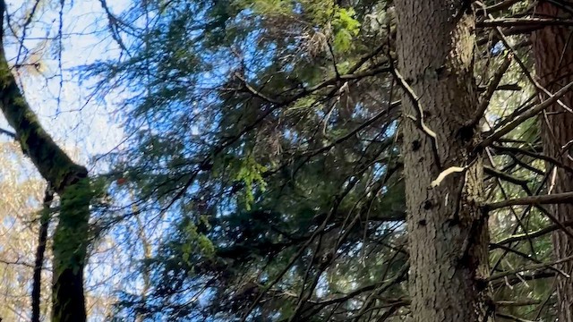 Bald Eagle - ML647163931