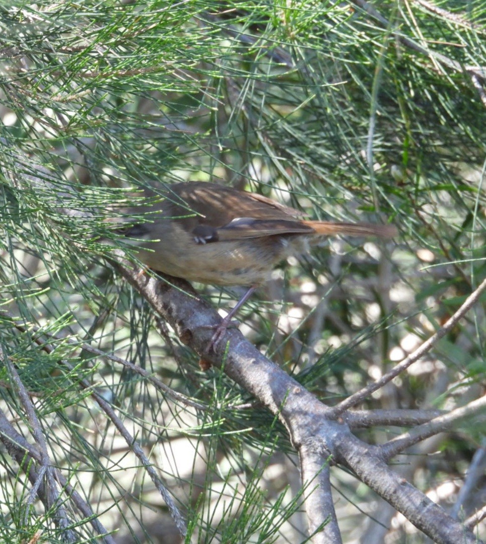 White-browed Scrubwren - ML647163934