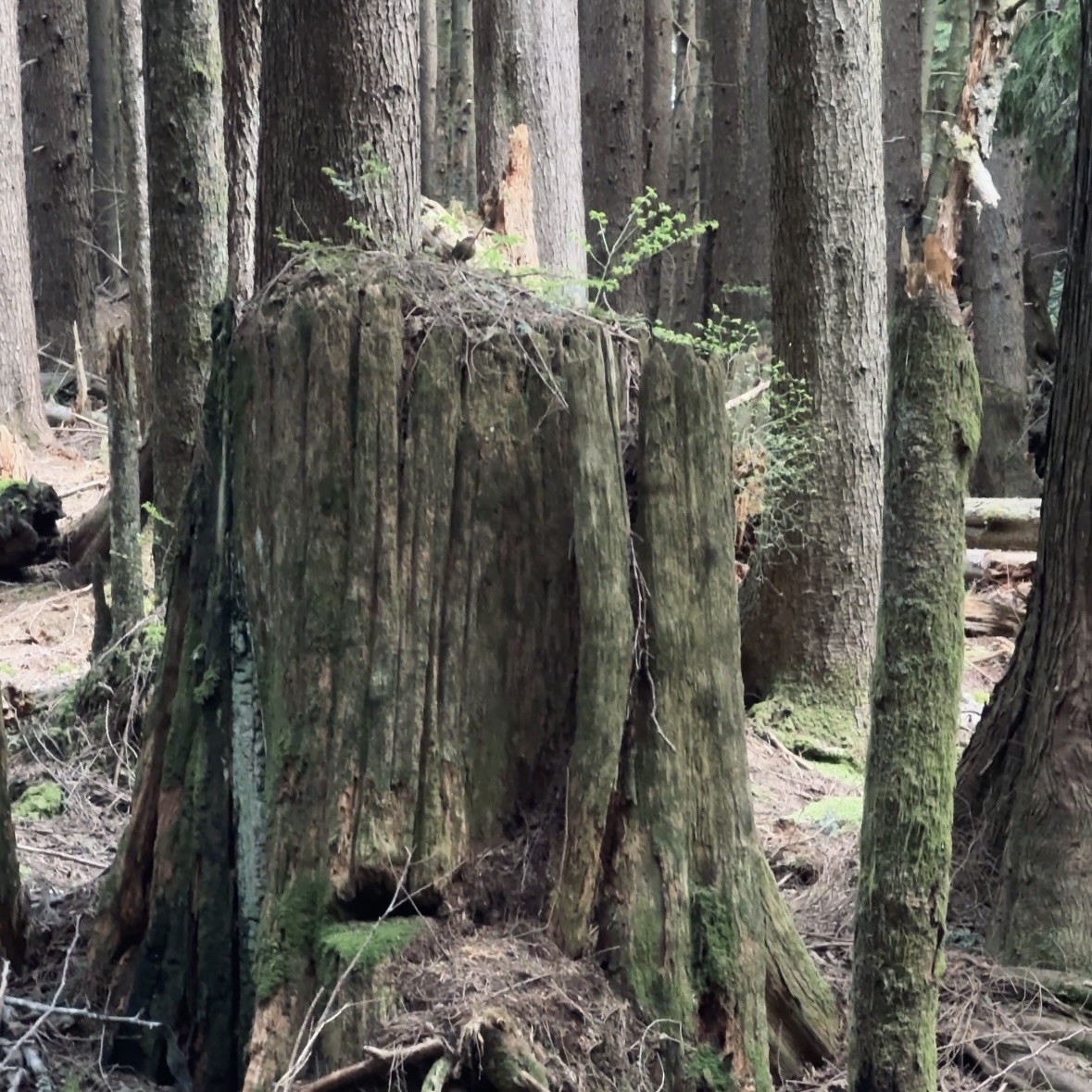 Pacific Wren - ML647163959