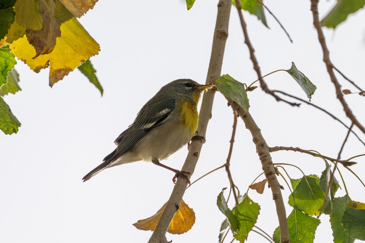 Northern Parula - ML647163977