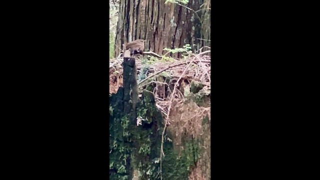 Pacific Wren - ML647163993