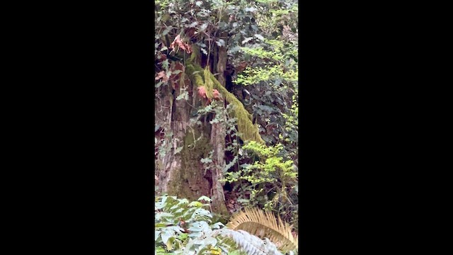 Pacific Wren - ML647163994