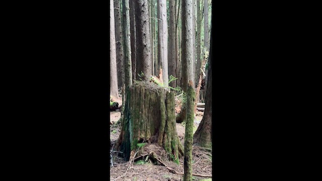 Pacific Wren - ML647163995